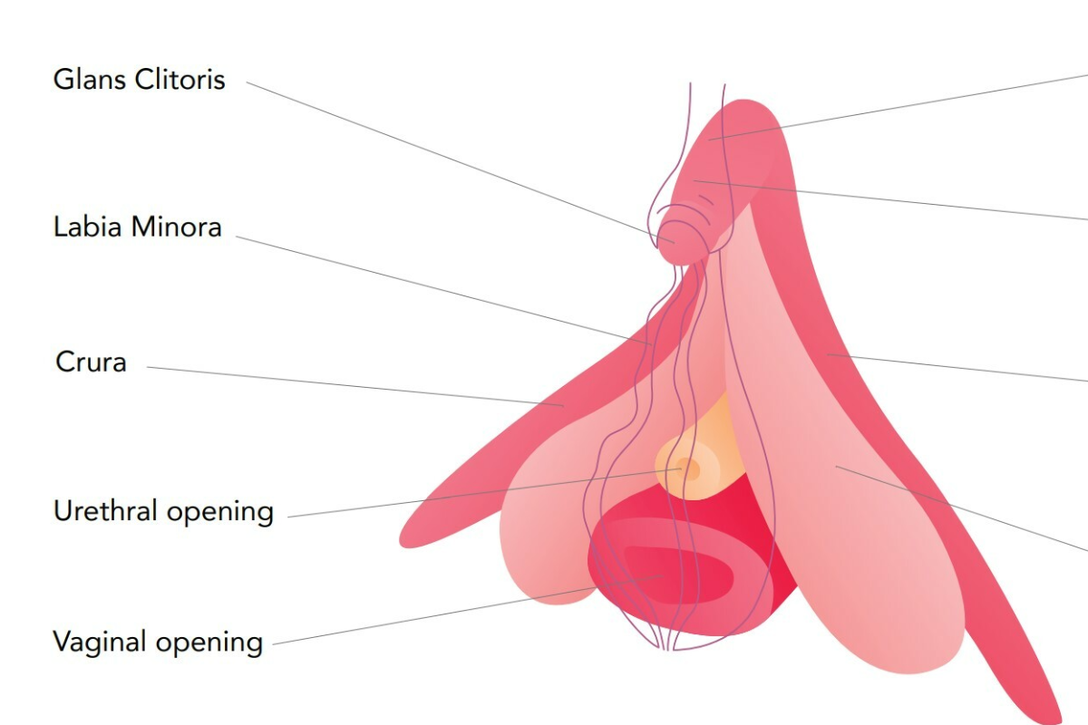 Clitoris Diagram