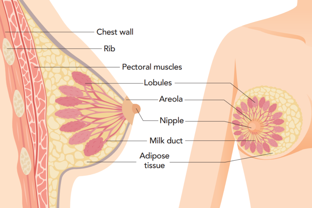 Sexual And Reproductive Diagrams